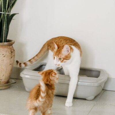 Automatic Pet Water Fountain 2L