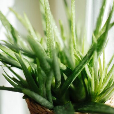 Aloe Vera Soothing Gel 300ml